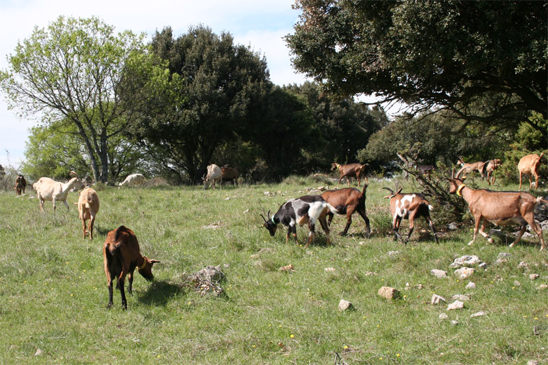 Chèvres paturant sur un parcours