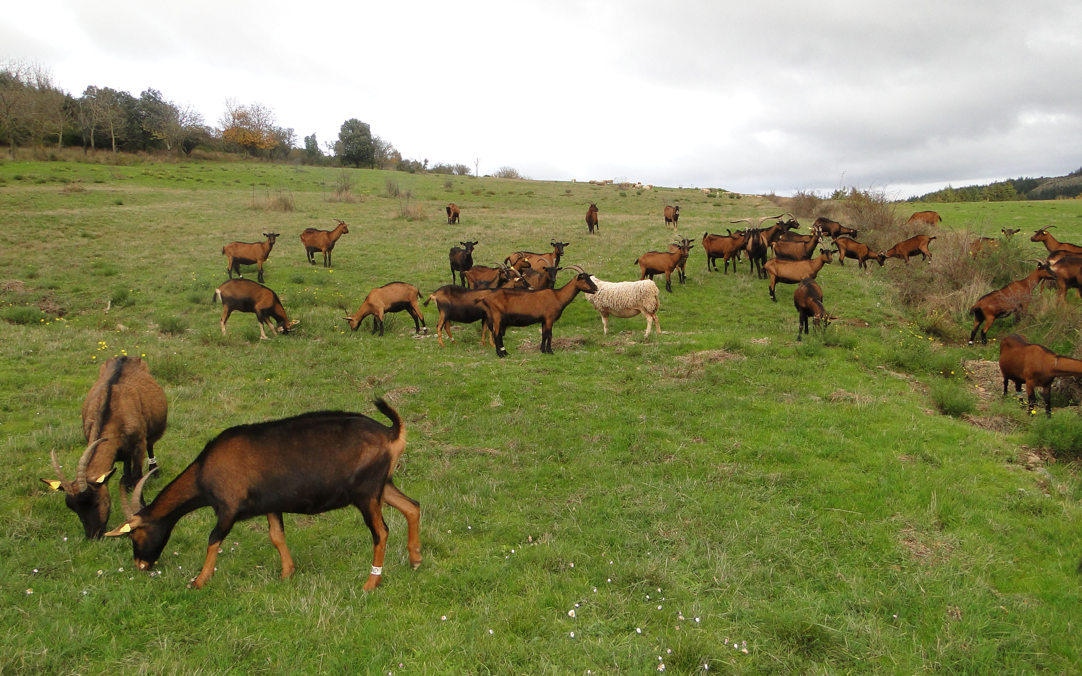 Chèvres du domaine de Vieulac