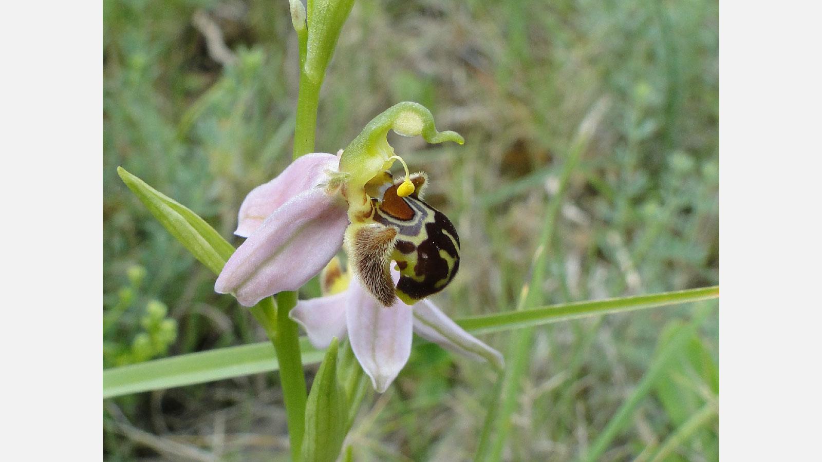 ophrys_abeille_ophrys_apifera.jpg