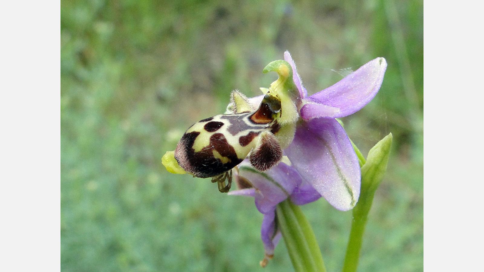 ophrys_becasse_ophrys_scolopax.jpg